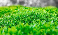 2025 yaş çay fiyatı açıklandı!