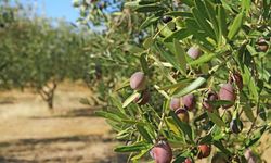 Aliağa'da zeytin ağacı icralık oldu