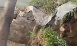 Ahır çöktü büyükbaş hayvanlar telef oldu