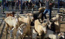 Balıkesir'de şap alarmı! 15 mahallede karantina