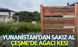 Koruma altındaydı betona kurban gitti: Yunanistan’dan sakız al, Çeşme’de ağacı kes!