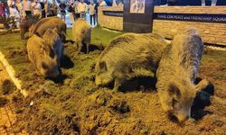 Kuşadası’nda çarşının yeni müdavimleri: Yaban Domuzları!