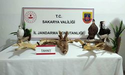 Kaçak hayvan çetesi çökertildi: 98 canlı ve 5 tahnit edilmiş hayvan ele geçirildi