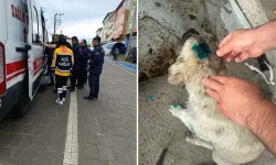 Çaycuma'da akılalmaz saldırı! Köpeği ısırdı