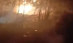 İzmir Bornova'da orman yangını çıkaran 5 defineciye tutuklama!