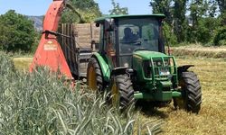 Slaj yemiyle süt rekoru: Manisalı çiftçinin doğal çözümü