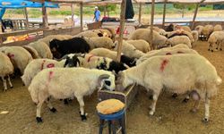 Kurban Bayramı'na sayılı günler kala İzmir'in ilçesinde fiyatlar belli oldu!