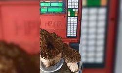Dev mantarı tartıya koyunca şoke oldu!