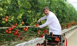 Manisa Kula'dan Avrupa'ya 500 tonun üzerinde ihraç edildi