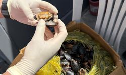 Muğla otogarında sağlık skandalı! Tonlarca bozuk midye ele geçirildi!
