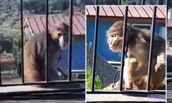 Muğla'da maymun vatandaşı korkuttu! Jandarma harekete geçti
