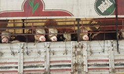 Salihli’de Kurban Bayramı hazırlıkları: Hayvan taşıma araçlarına denetim fırtınası!