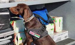 Sınırda büyük operasyon: Beyan edilmemiş Eurolar eğitimli köpek katkısıyla fark edildi!