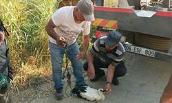 Söke’de leylek yavrusunu ölümden kurtaran müdahale