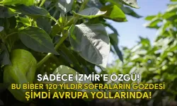 Sadece İzmir’e Özgü! Bu Biber 120 Yıldır Sofraların Gözdesi, Şimdi Avrupa Yollarında