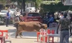 Bursa'da kurbanlık dana şehirde koştu: Bayram öncesi renkli anlar yaşandı!