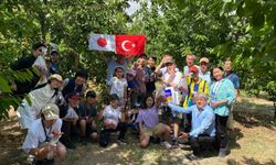 Denizli'de kiraz hasadı Japon öğrencilerin ilgi odağı oldu!
