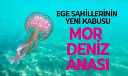 Ege sularında mor denizanası alarmı! Yunanistan'dan sonra yeni rota Türk sahilleri mi?