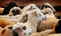 İzmir'de kurbanlık fiyatları ne kadar? Güncel fiyatlar şaşırttı