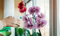 Vazodaki çiçekler günlerce canlı kalıyor: Birkaç damla yetiyor