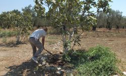 Bir caddenin yeşil hikayesi: Meyveyle büyüyen mahalle