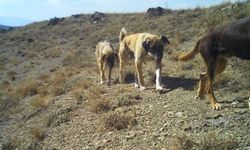 Başıboş köpek dehşeti: Bir bahçede 25 hayvan telef oldu!