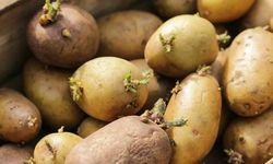 Filizlenen patatese son: Patates çuvalına bir tane koyan aylarca rahat ediyor