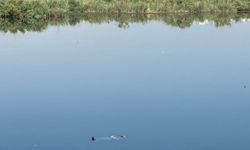 Fırat Nehri’nde ceset şoku…  Ekipler harekete geçti
