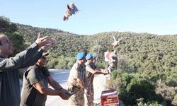 Kınalı keklikler İzmir'de doğayla buluştu!