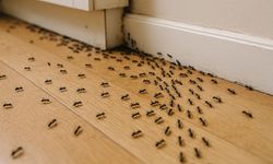 Evinizdeki istila sona eriyor: Karıncaları uzaklaştıran pratik yöntem ortaya çıktı