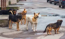 Köpekleri istismar eden doktorun şoke eden savunması: “Evde yaptıklarım kimseyi ilgilendirmez”