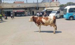 Manisa'da mezbahadan kaçan inek şehri birbirine kattı!
