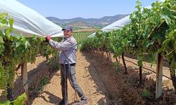 Sıcakta zorlu mesai: Manisa'da üzüm bağları 43 derecede örtü altına alınıyor!