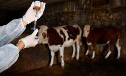 Şap hastalığı et fiyatlarının artmasını etkiliyor mu? Açıklama geldi
