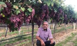 Üzüm işçilerinin yeni ücret tarifesi belirlendi!