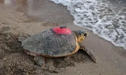 Caretta Tuba yuvaya döndü!