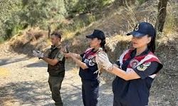 Efeler’de 25 bıldırcın ve 21 keklik doğaya geri bırakıldı
