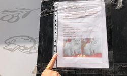 Kayıp kedi pamuk için yürek yakan arayış