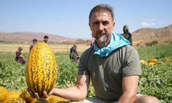 Tarlada ter, sofrada lezzet: Kavun hasadı başladı
