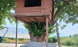 Üzüm üreticisinden bağ ortasında ‘ağaçkondu’ sürprizi