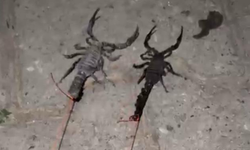 Köyde akrep istilası! Köylünün hayatı kâbusa döndü