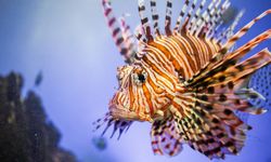 Ege ve Akdeniz’de hızla yayılıyor: O sizi öldürmeden siz onu yiyin uyarısı!