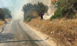 Bodrum’da yangın: Hektarlarca zeytinlik alan kül oldu