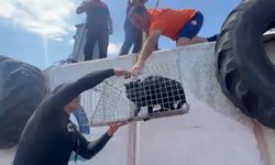 Çanakkale'de mahsur kalan kediye sahil güvenlik yetişti!