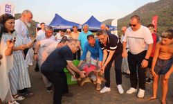 Caretta Caretta ‘Tuba’ yeniden uydudan takipte!