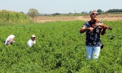 Edirne’de Karaağaç biberi hasadı renkli başladı