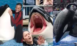 Jessica Radcliffe kimdir, öldü mü? Orca saldırısı gerçek mi kurgu mu?