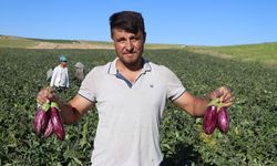 Kızılırmak kıyısında Yamula patlıcanı bereketi