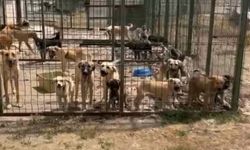 Gümüşhane Belediyesinin barınağı vicdanları sızlattı: En az 10 köpek öldü
