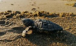 Kuşadası’nda gizli mucize: yavru carettalar denizle buluştu